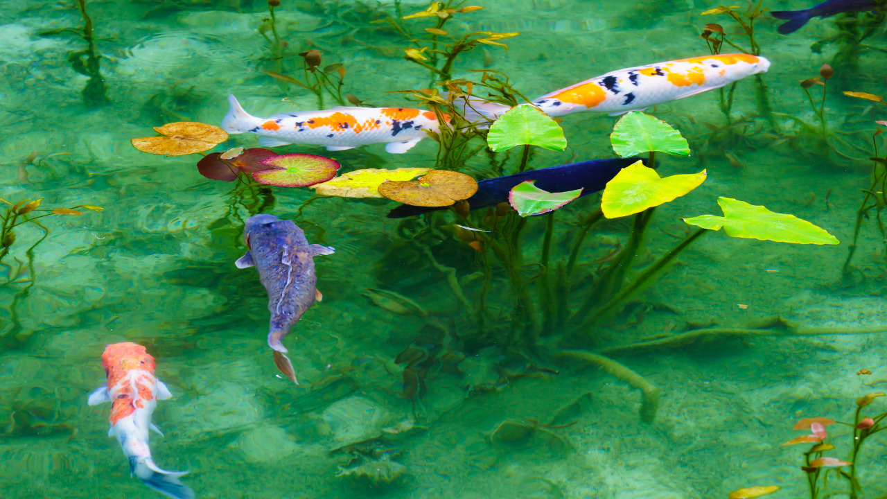 高次元 ミンタカの記憶その１ 原初の地球の透き通ったアクアマリンの海 パクスルーナ Paxluna 占星術 星読み ホロスコープに関するブログ