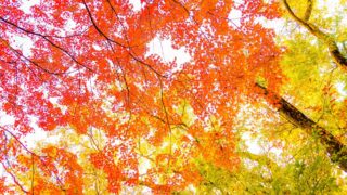 2025年冬至図。激動の日本、影響力を増し、守るべきものを守るために、「神託」のような自分の夢を死守するとき。2025年の総決算。